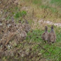 Куропатки на прогулке :: Александр 