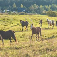 Осенний выгул. :: Виктор Евстратов