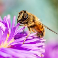 Пчеловидка :: Alex Bush