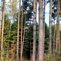 По тропинке в лес густой . :: Мила Бовкун По тропинке в лес густой . :: Мила Бовкун