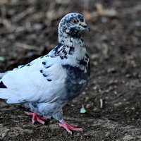 Крапчатый пятнистый голубь... :: Николай Саржанов