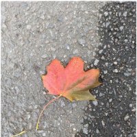 Про осень :: Татьяна Осипова(Deni2048)