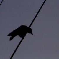 Как дальше жить :: олег свирский 