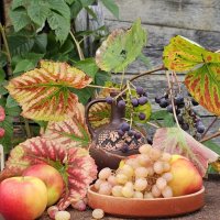 Урожай. :: Галина Левина