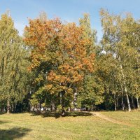 Осень :: Galina Solovova