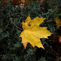 Жёлтый кленовый лист :: Александр Синдерёв