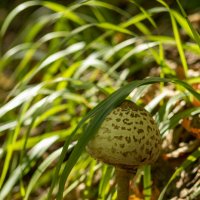 No name :: Александр Алексеев