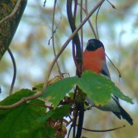 снегирь :: gawrilа - dan