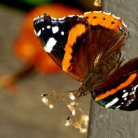 опять про бабочек 9 :: Александр Прокудин