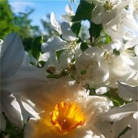 Вспоминая весну! :: Нина Андронова