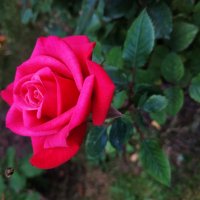 Любят ли цветы физики-теоретики? :-) :: Андрей Лукьянов Любят ли цветы физики-теоретики? :-) :: Андрей Лукьянов