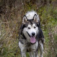 Ярик. :: leff Postnov