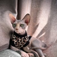 Царица я ! :: Андрей Зайцев