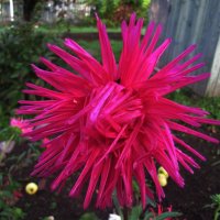 Осенняя красавица :: Людмила Смородинская