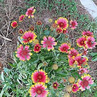 Цветы. :: Владимир Драгунский Цветы. :: Владимир Драгунский