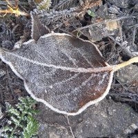 такой разный ноябрь :: Елена Шаламова