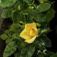 Бутон  Глории  Дей :: Валентин Семчишин