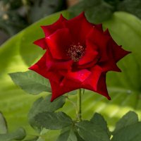 Алая  роза,Супер  Стар :: Валентин Семчишин