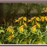 Осеннее :: Владимир Кроливец Осеннее :: Владимир Кроливец