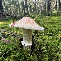 Мухомор. :: Валерия Комова Мухомор. :: Валерия Комова