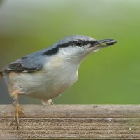 поползень обыкновенный :: Andrey Bragin 