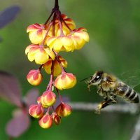 из серии " Макро мир вокруг нас..." :: Николай Саржанов