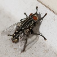 Муха :: Александр Лычагин Муха :: Александр Лычагин