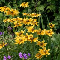 Цветы :: Валерий Пославский