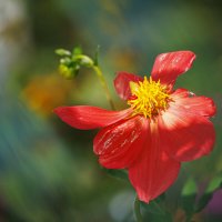 Осенние этюды :: Светлана Тихонина