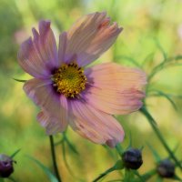 Неистребимая космея. :: Татьяна Помогалова Неистребимая космея. :: Татьяна Помогалова