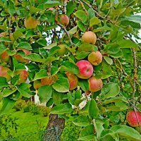 Яблочная пора! :: Vladimir Semenchukov Яблочная пора! :: Vladimir Semenchukov