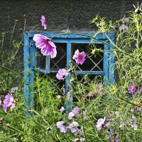 Палисадник под окнами :: Валентина *