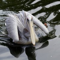Громадный клюв, как ятаган... :: Андрей Андреев Андреев