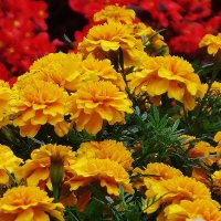 Бархатцы :: Рита Симонова