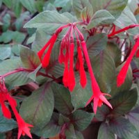 ФУКСИЯ :: СЕРГЕЙ ФИЛОЧКИН