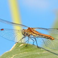 Попрыгунья Стрекоза ... лето красное пропела! :: Елена Хайдукова  ( Elena Fly )