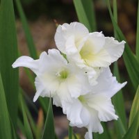 Белый красавец гладиолус :: Светлана 