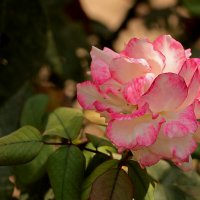 Осенняя :: Светлана 