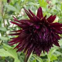 Георгин :: Freddy 97