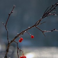 Вот и осень... :: Борис Бутцев