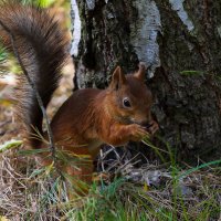 Белка около дерева :: Александр Синдерёв
