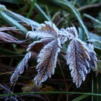 **** :: Зоя Мишина