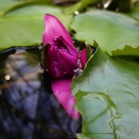 Рождение чуда... :: Галина 