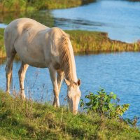 Осенний выгул. :: Виктор Евстратов