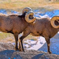 Архары :: Aleksey Afonin Архары :: Aleksey Afonin