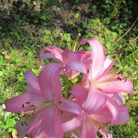 Лилия восточная Челси :: Дмитрий Никитин