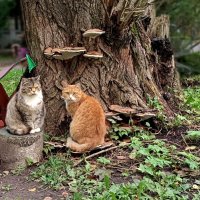 Посидим и поглядим, что дальше будет... :: Мария Васильева