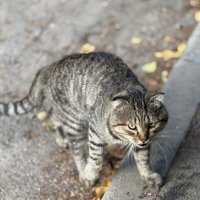 Брутальный кот :: Максим 