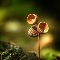 Лесной этюд :: Андроник Александр 