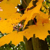 Желтый лист кленовый :: Сергей Карачин